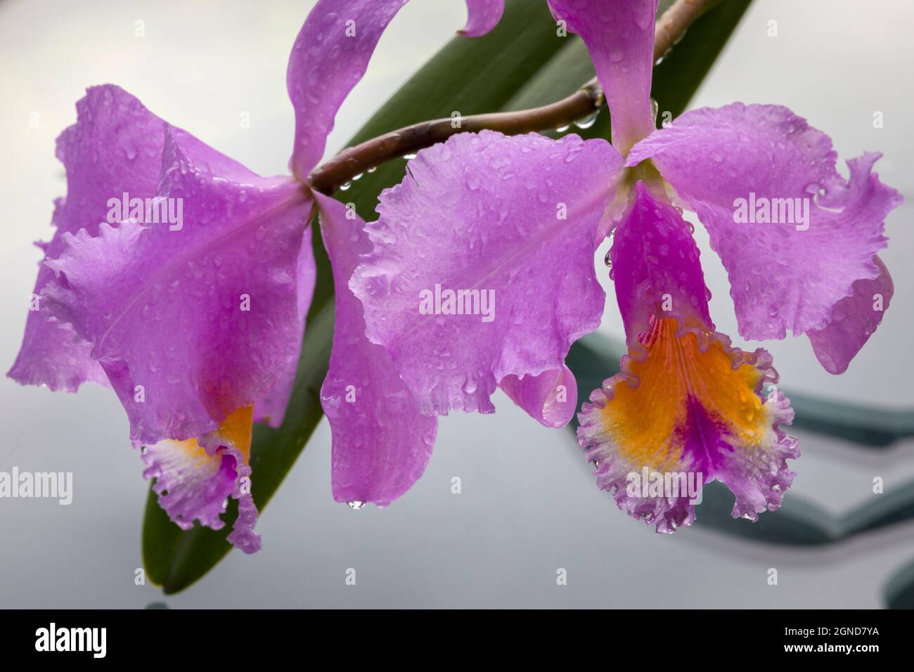 Cattleya orchid with dew in Hawaii Stock Photo