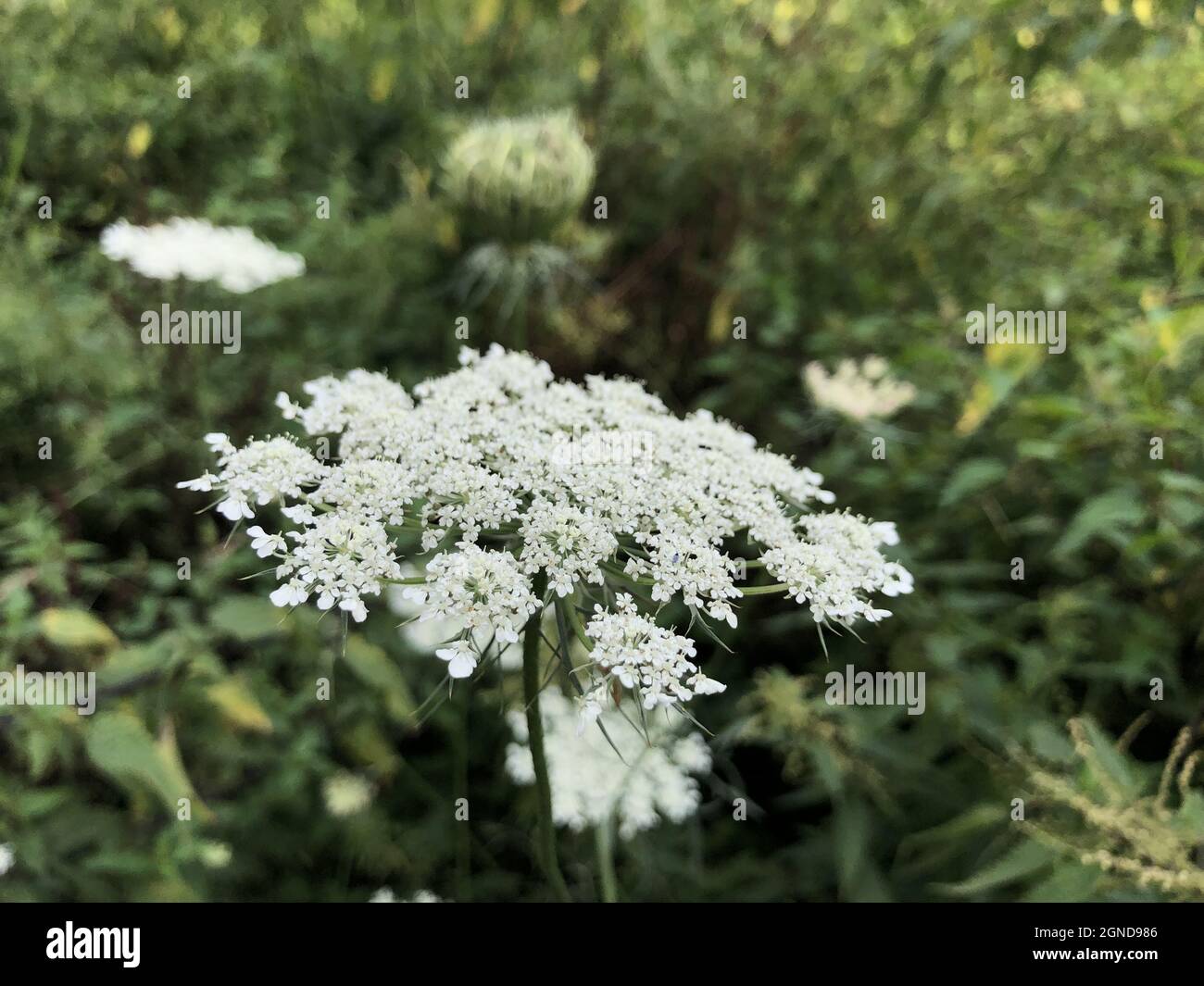 Ajwain leaf hires stock photography and images Alamy