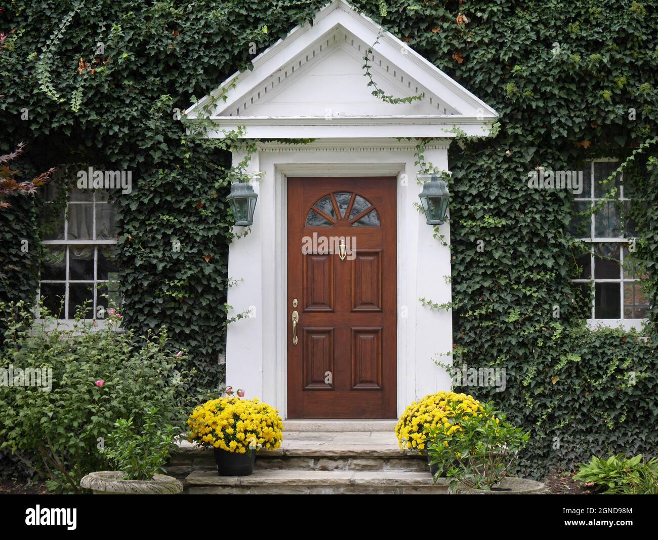 Wood grain front door of house, surrounded by ivy and yelllow chrysanthemums Stock Photo Alamy