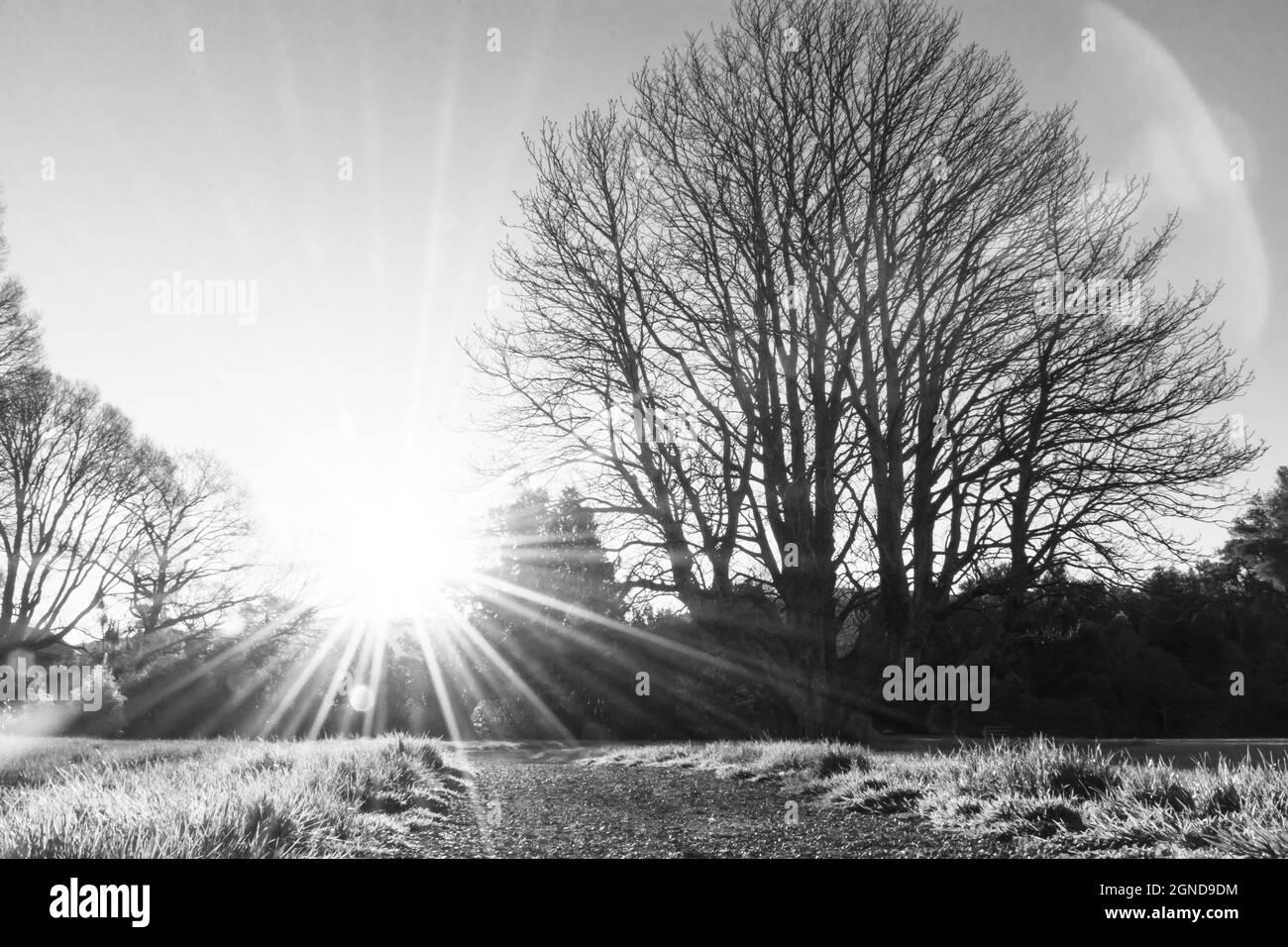 Grayscale shot of a shining sun and a tree Stock Photo