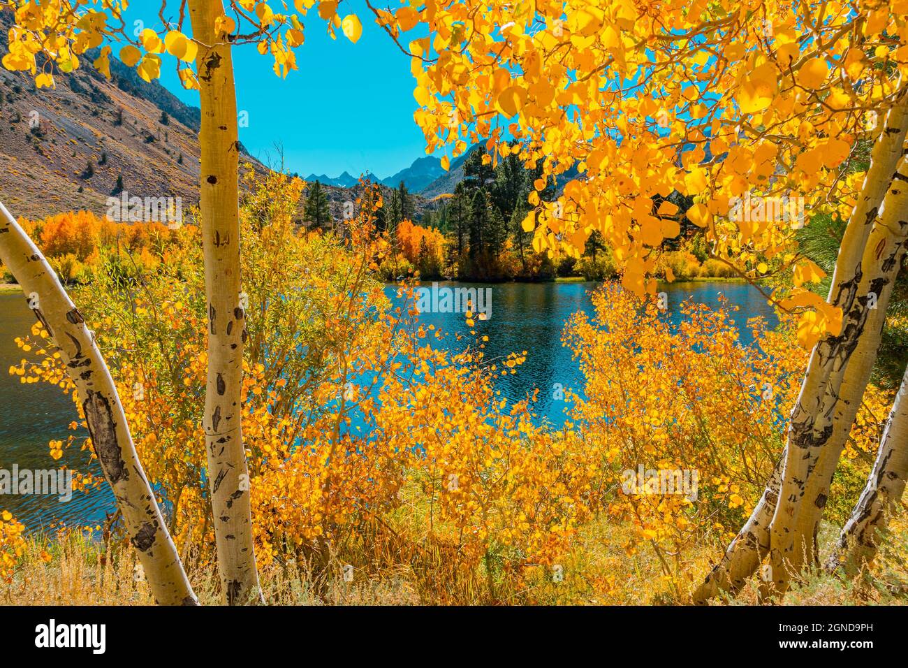 Golden aspens grow next to a reflecting pond that is surrounded by fall color and evergreen trees in the Bishop Creek area of Central California Stock Photo