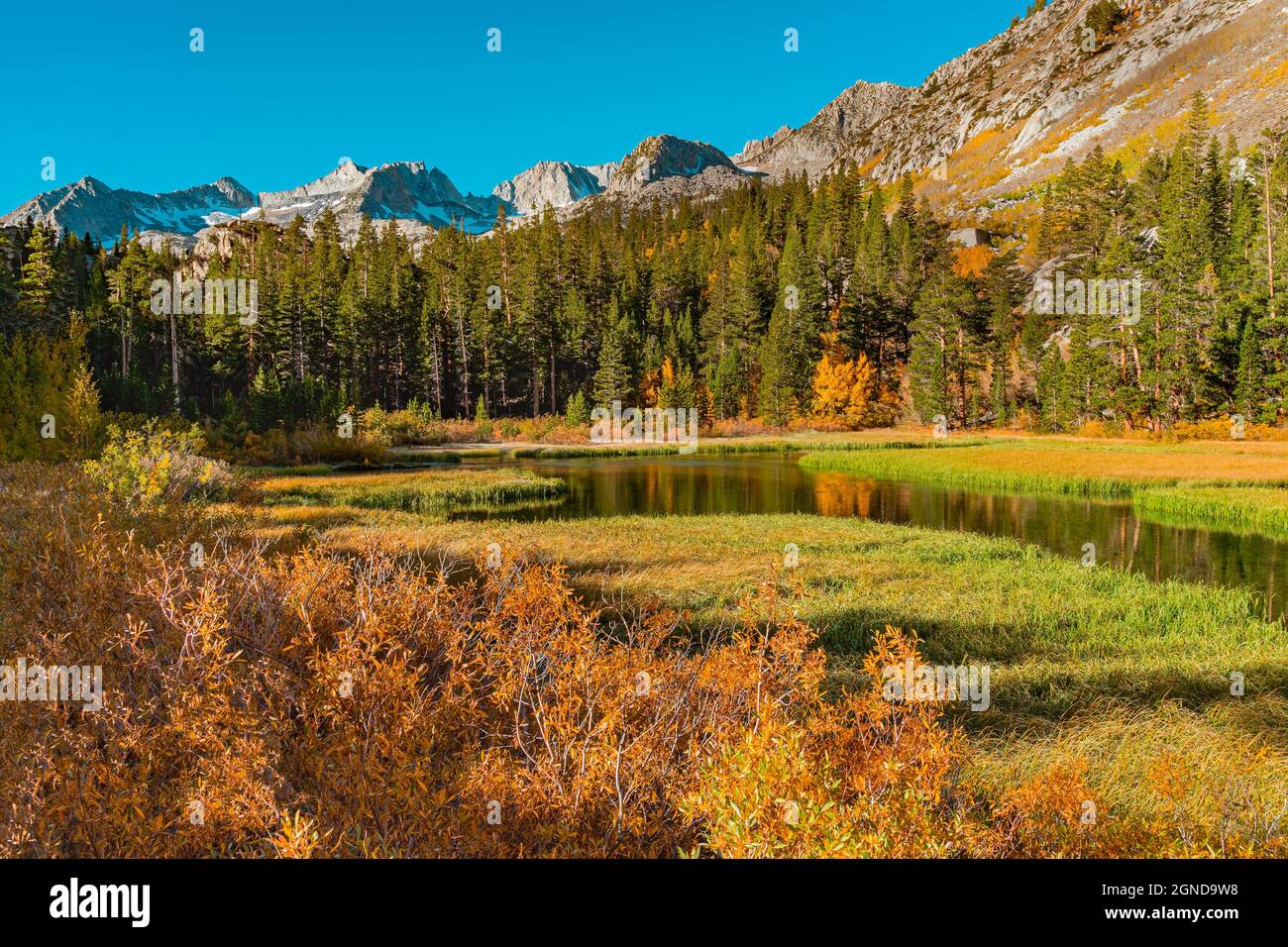 A fishing pond is surrounded by the Sierra Mountains and fall color and a meadow filled with evergreen trees in Central California. Stock Photo