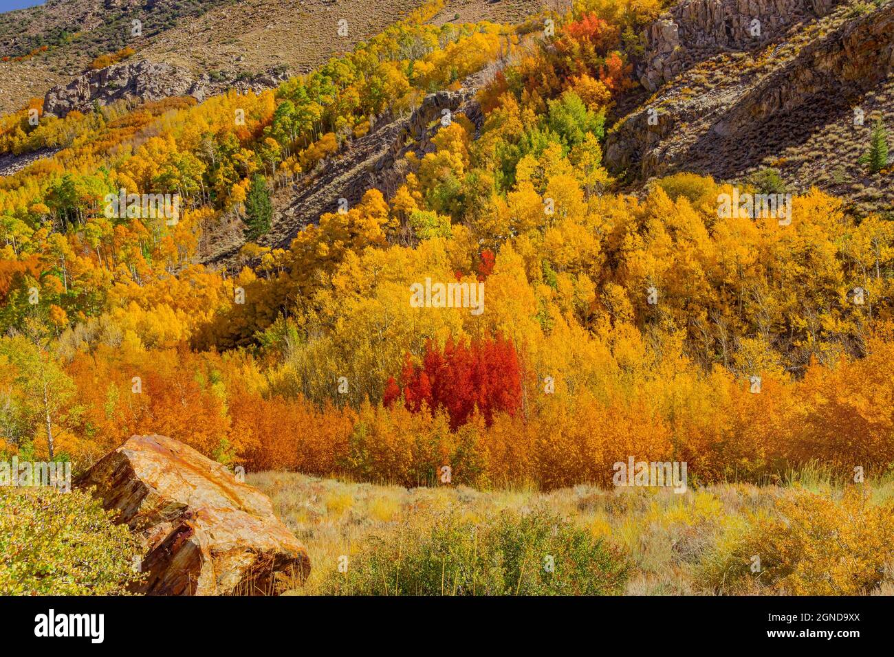 Aspens in fall colors of oranges, reds, and yellows fill the cliffs of the canyon in the Bishop area of Central California. Stock Photo