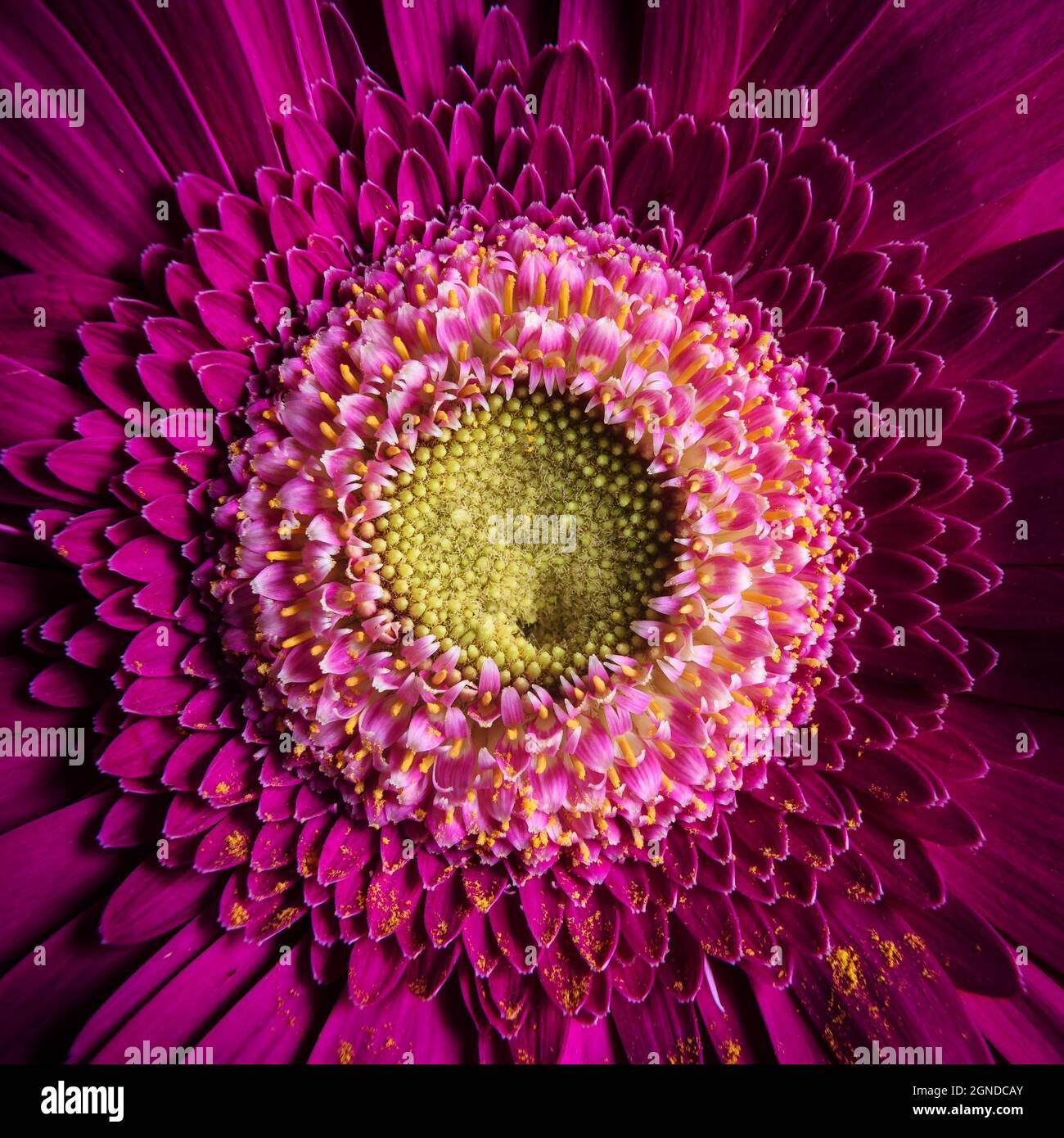 Macro photography of purple gerbera flower, fresh nature plant closeup. Floral texture pattern for background or wallpaper, detail of violet flower wi Stock Photo