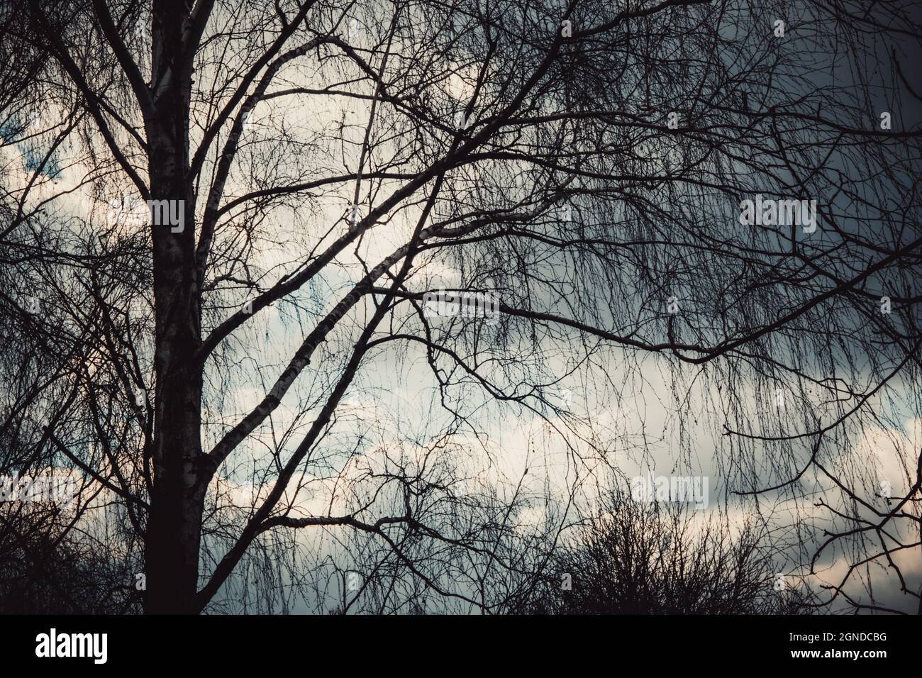 Tree branches against a cloudy rainy sky background Stock Photo - Alamy
