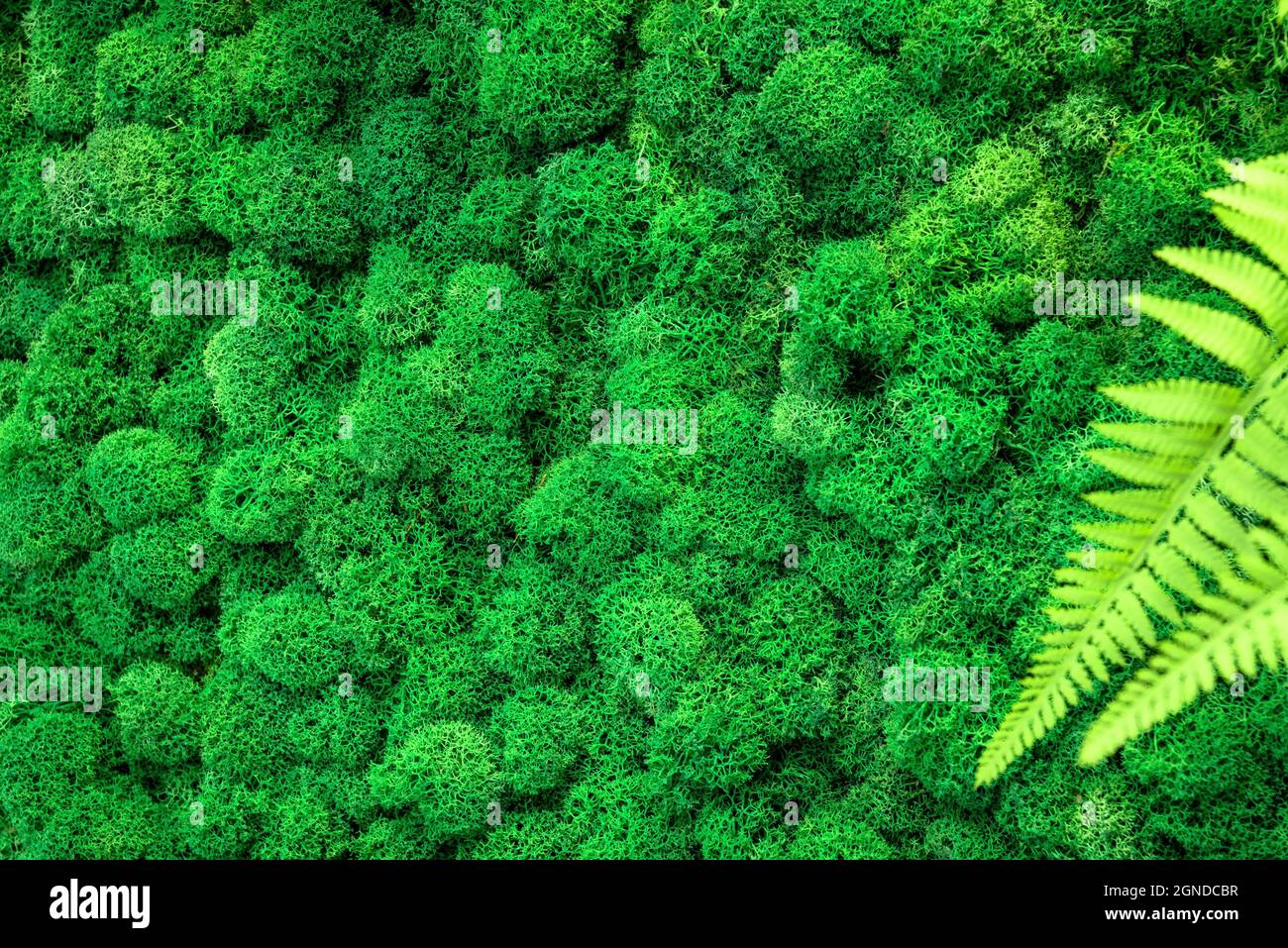 Moss background, detail of vertical garden as house interior decor. Green reindeer plant on office or home wall, lichen texture closeup. Concept of na Stock Photo