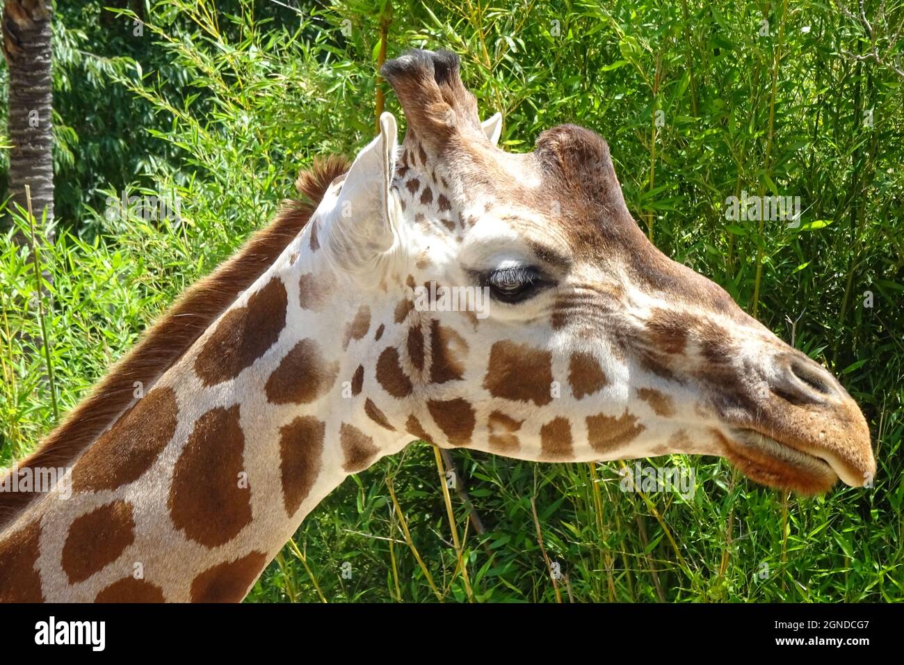 view of this giraffe's face, right side, with a nice green background  behind Stock Photo - Alamy