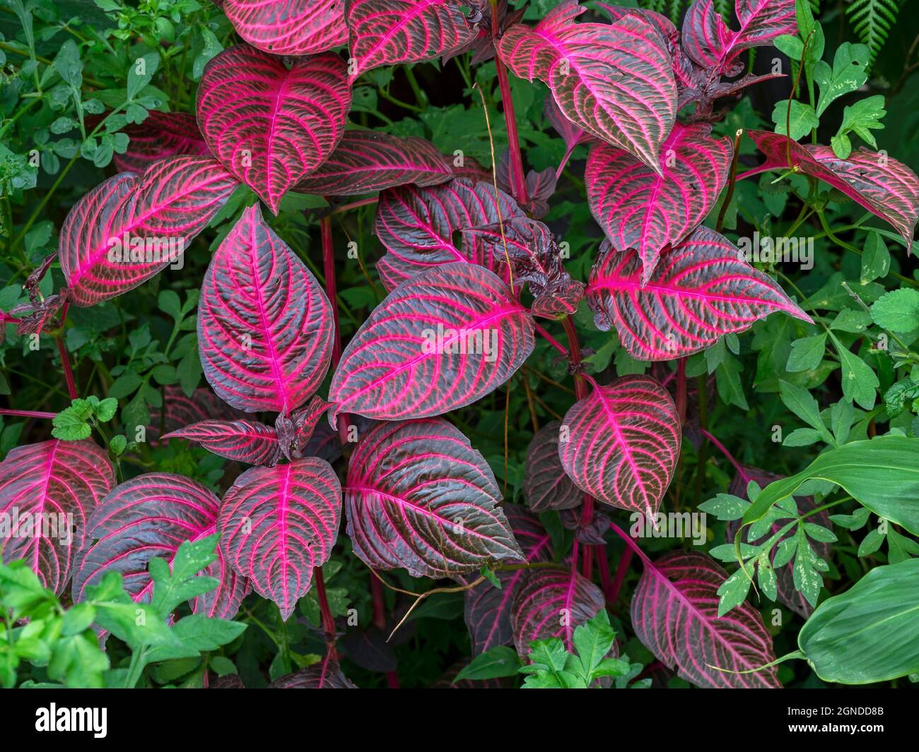 Bright leaves of Herbsts bloodleaf, Iresine herbstii Stock Photo