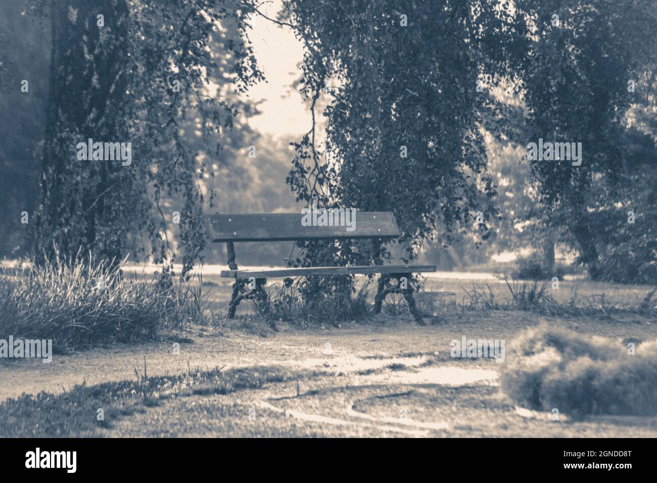 Old vintage photo. Park bench sunny day summer Stock Photo