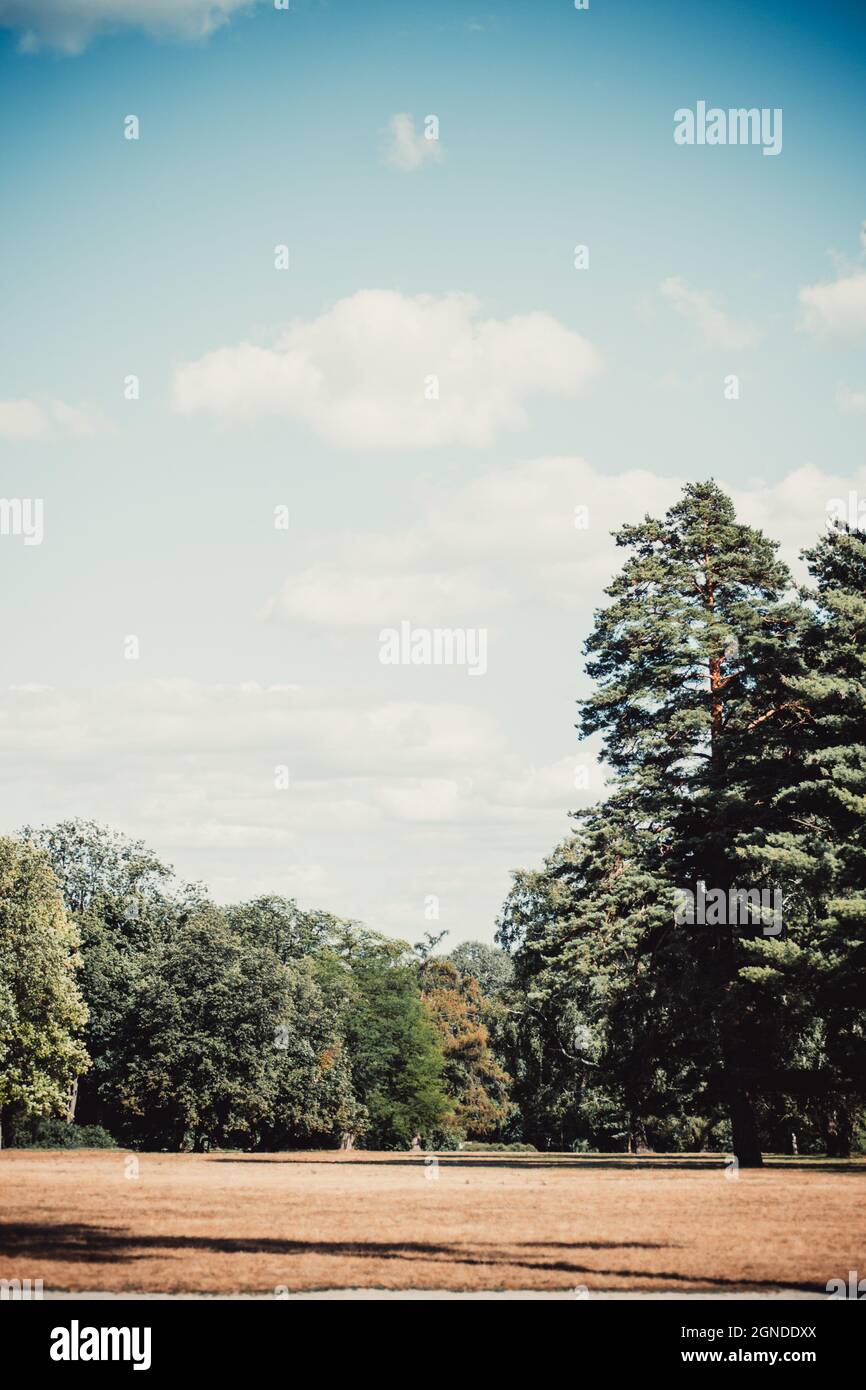 The blue sky and white clouds and pine trees hi-res stock photography ...