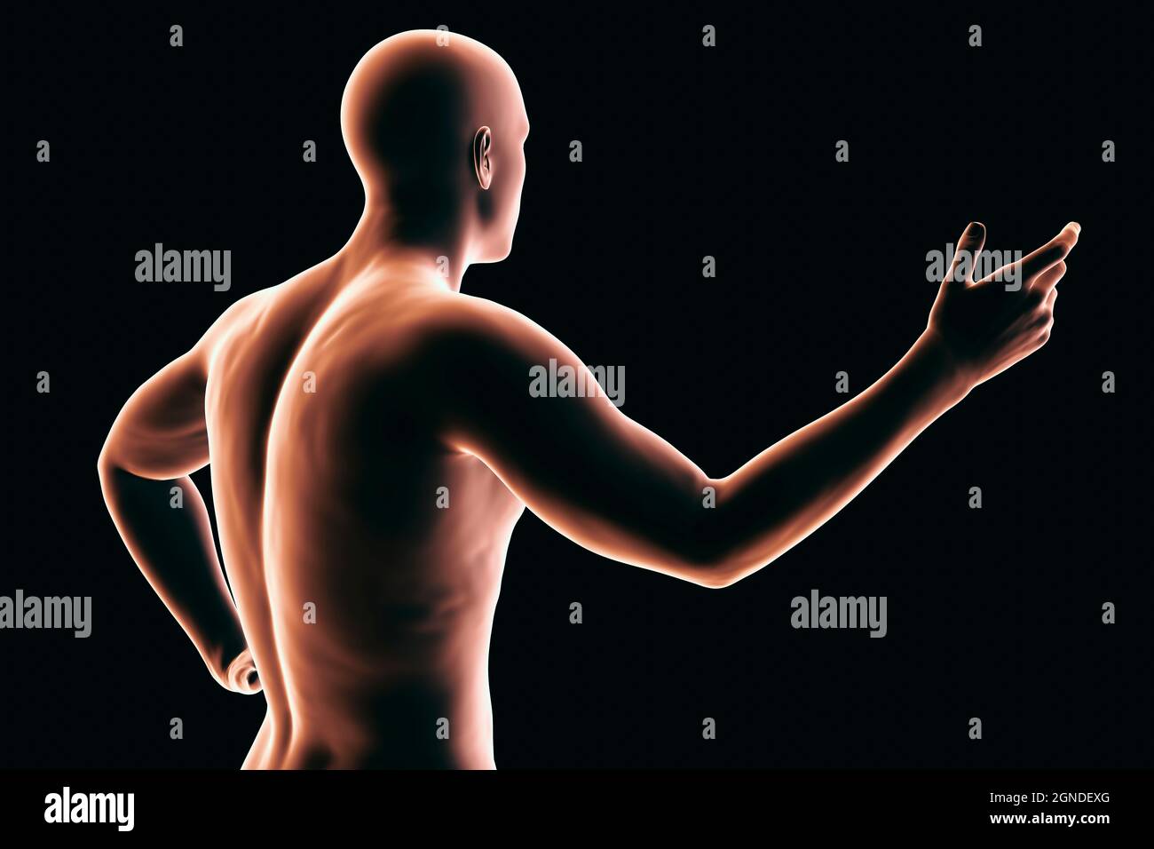 Human body, illustration Stock Photo