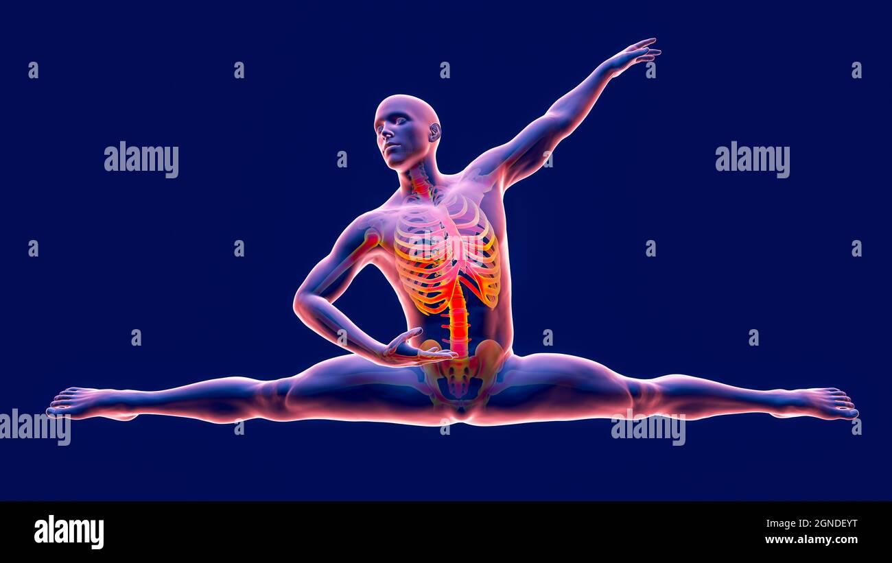 Anatomy of a dancer, illustration Stock Photo Alamy