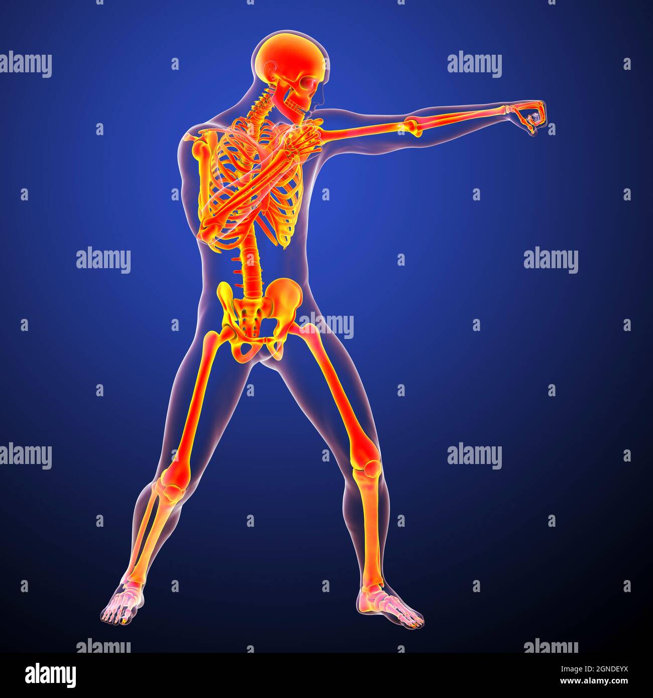 Anatomy of a boxer, illustration Stock Photo - Alamy