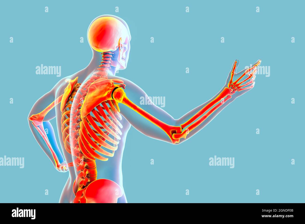 Human anatomy, illustration Stock Photo