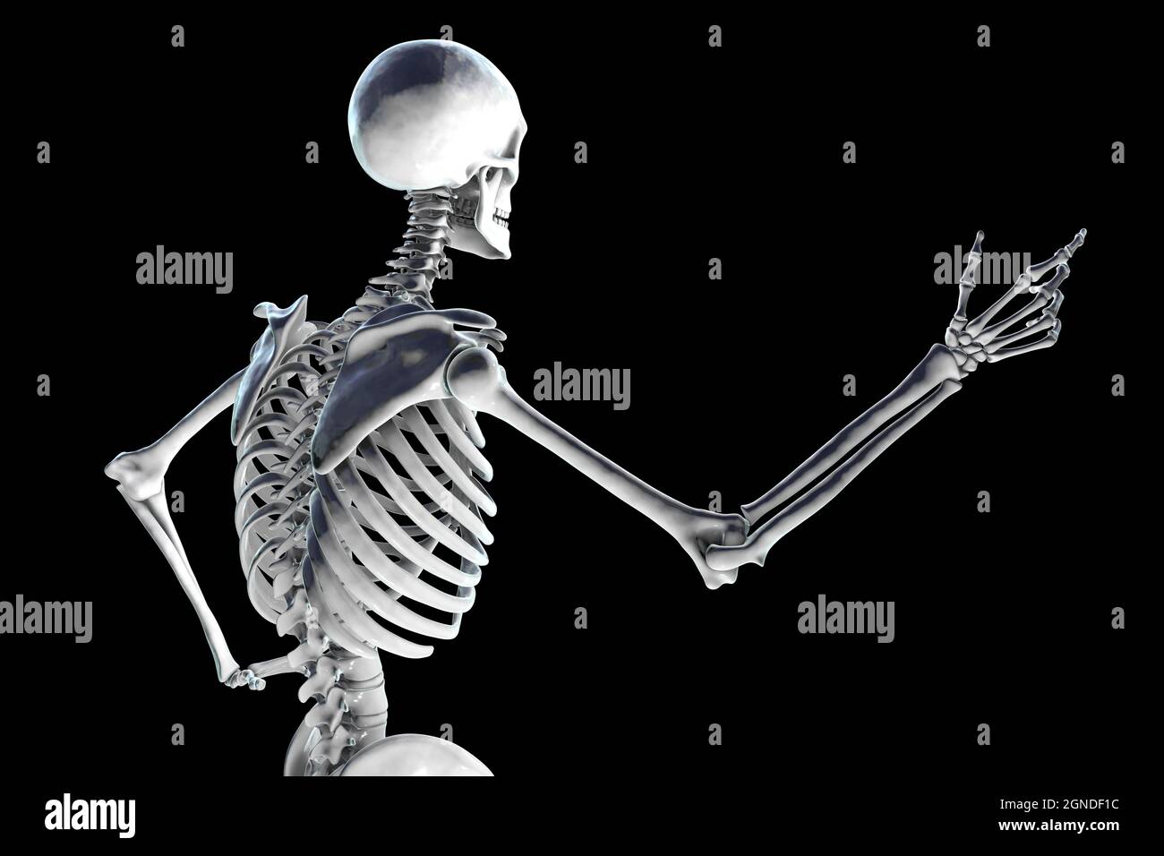 Human skeleton, illustration Stock Photo