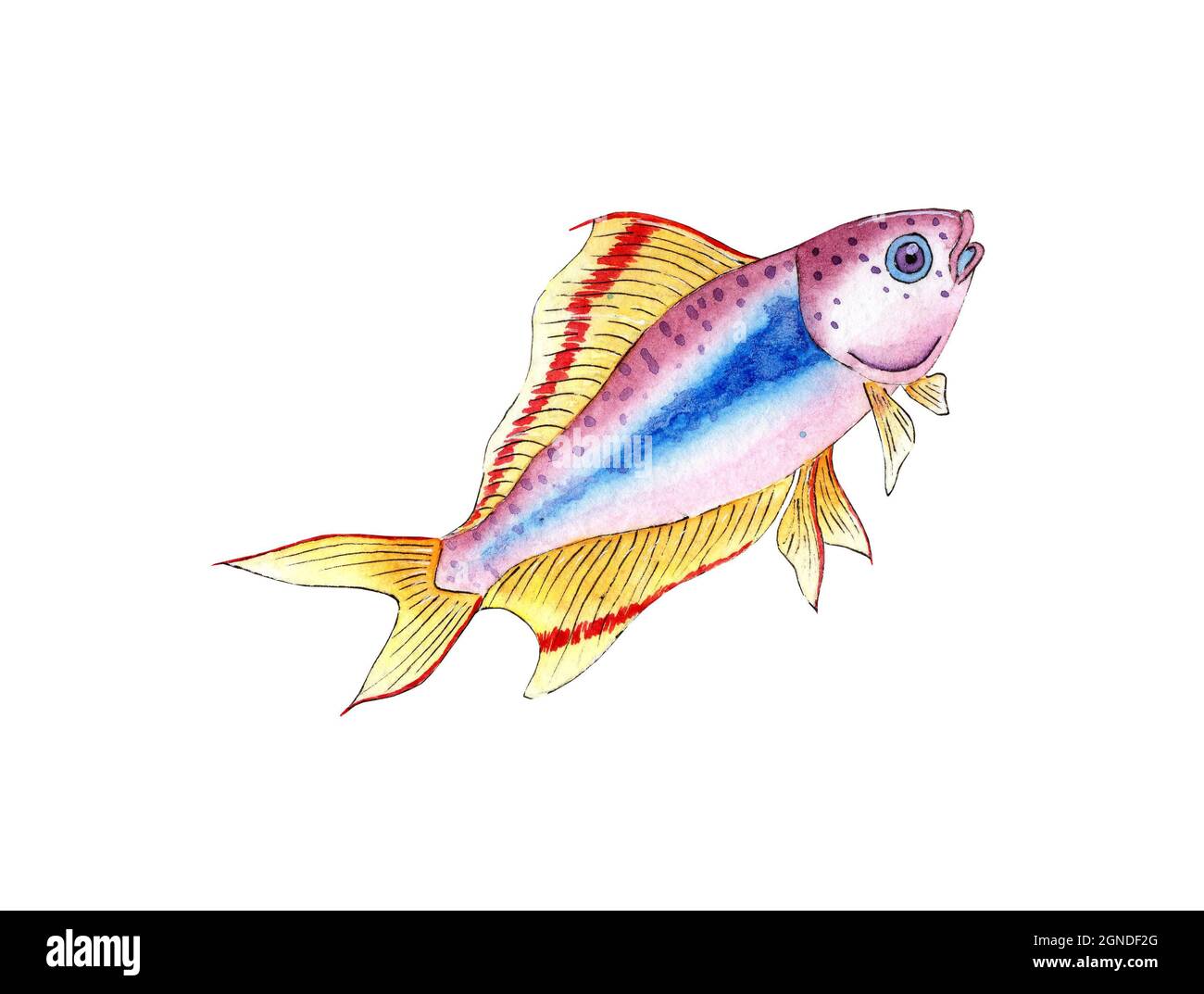 Lilac Fish Watercolor illustration of a small lilac fish. Aquarium colorful fish ...