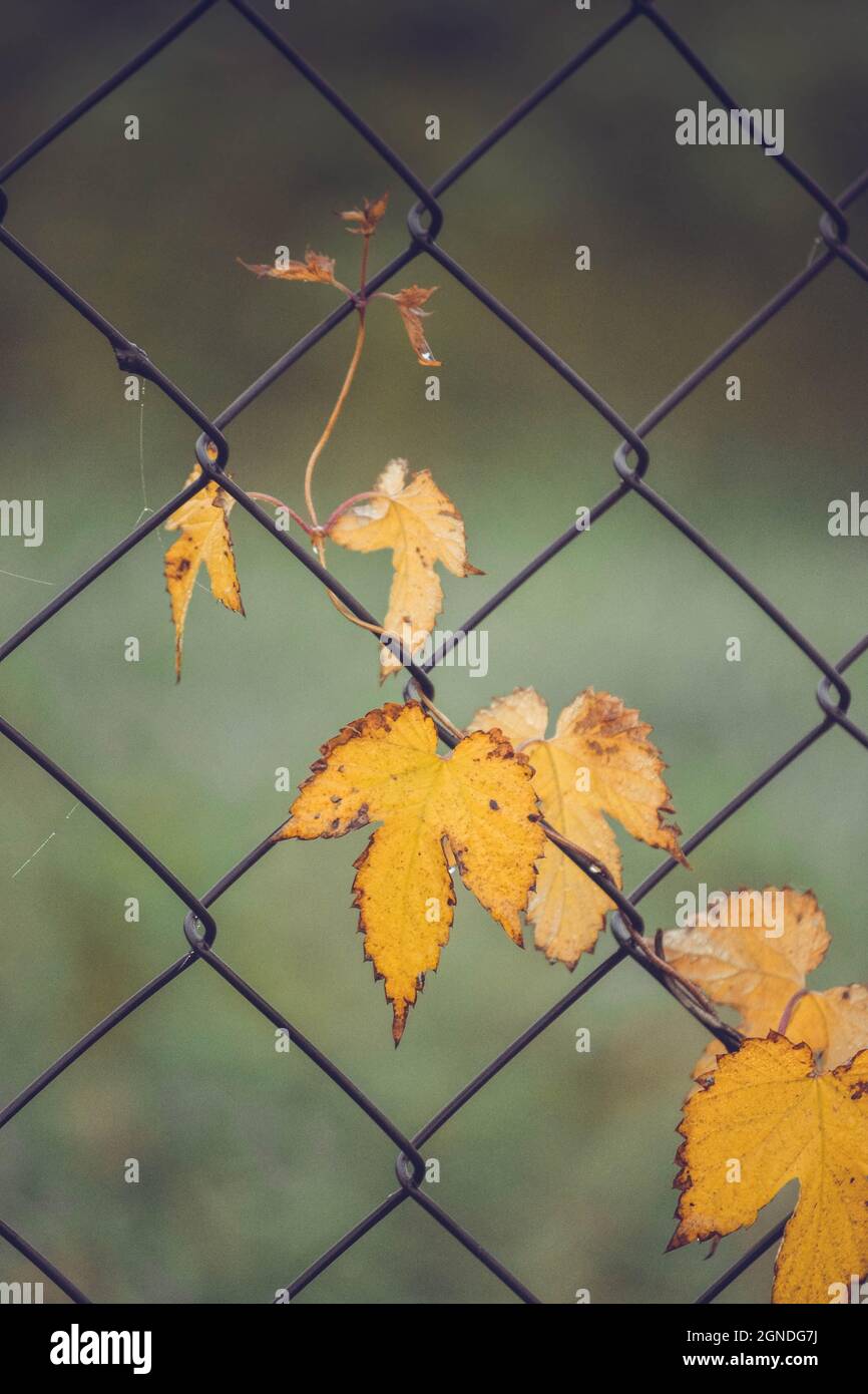 yellow leaves of ivy Stock Photo Alamy