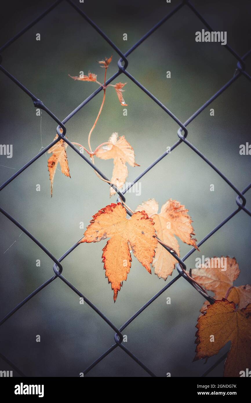 yellow leaves of ivy Stock Photo Alamy