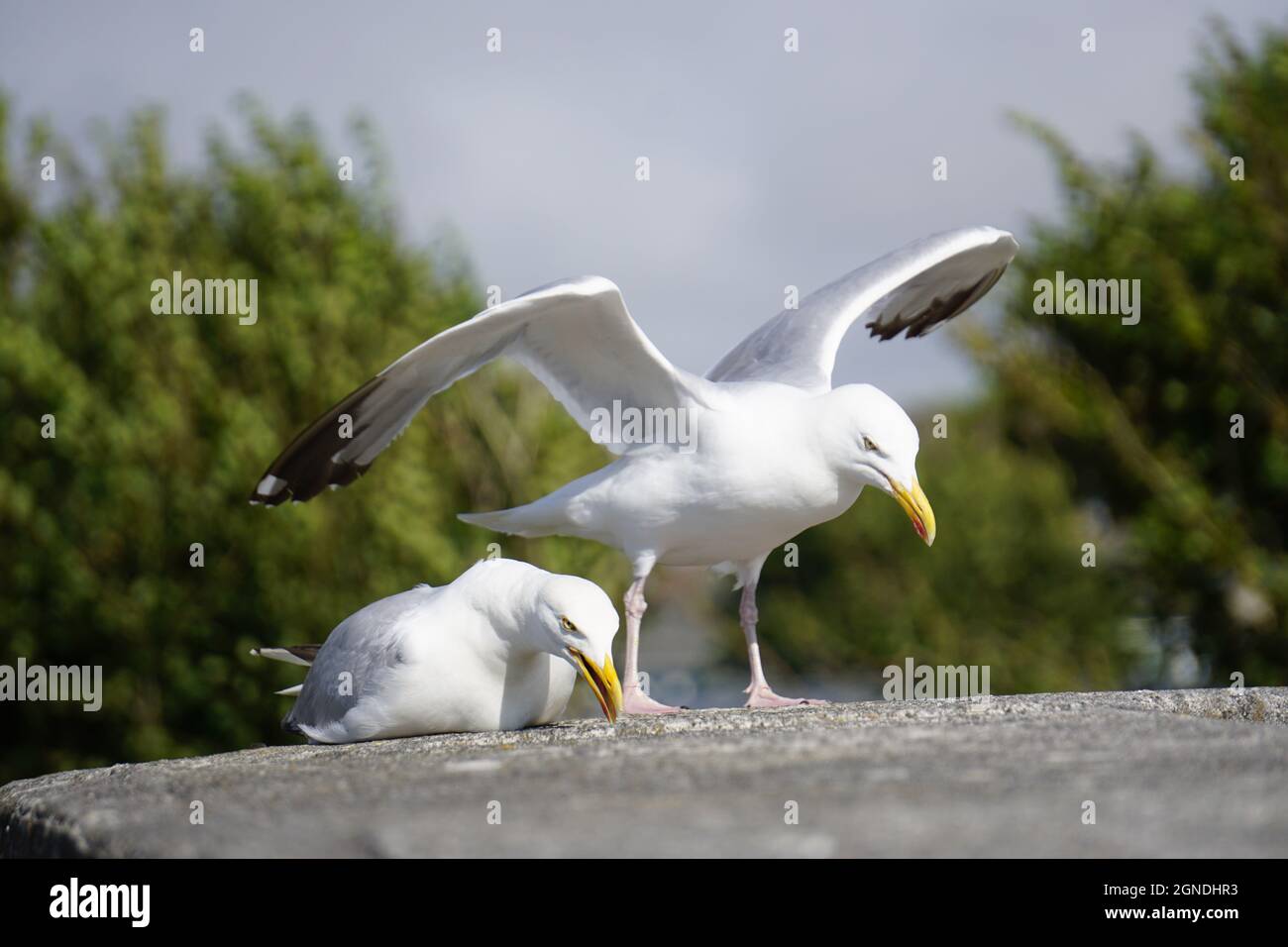 Two assertive Seagulls (herring gulls)  on a ledge. One lying down. One standing with outstretched wings Stock Photo