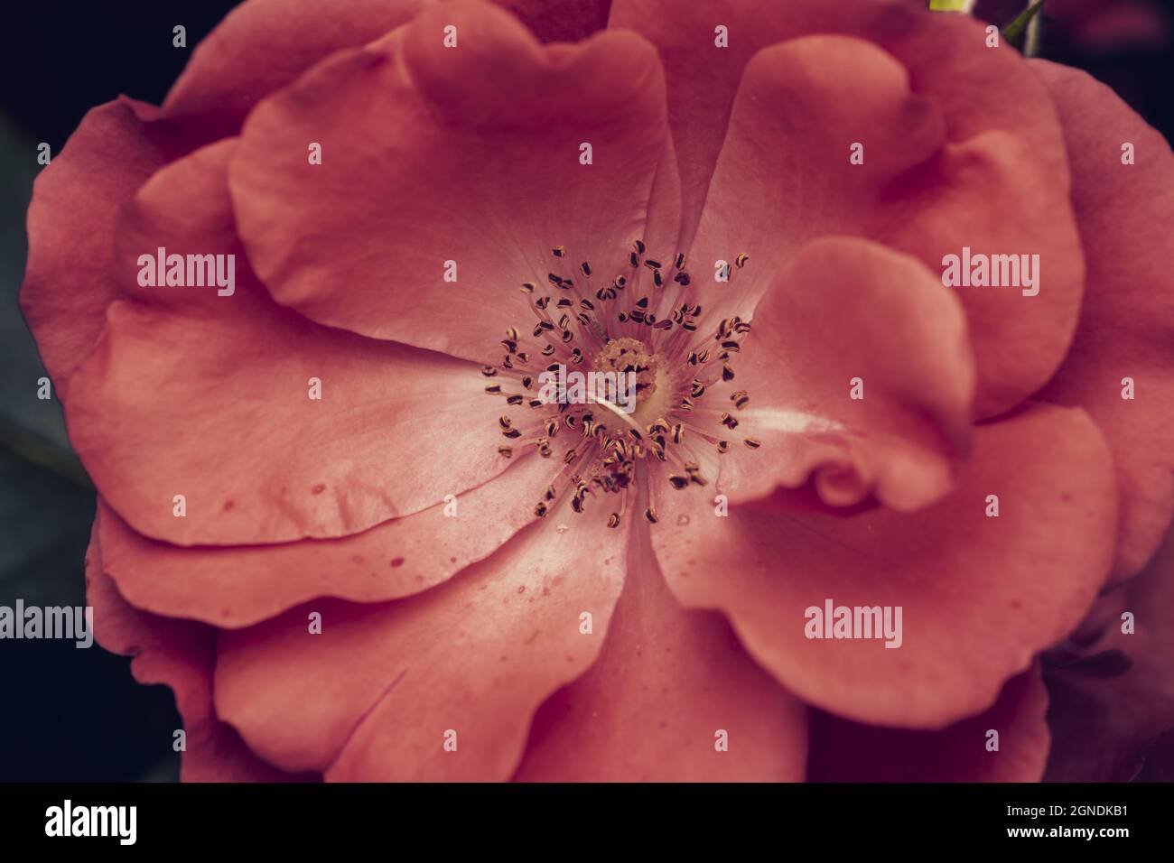 Closeup shot of a fully bloomed pink Alpine rose flower in a garden ...