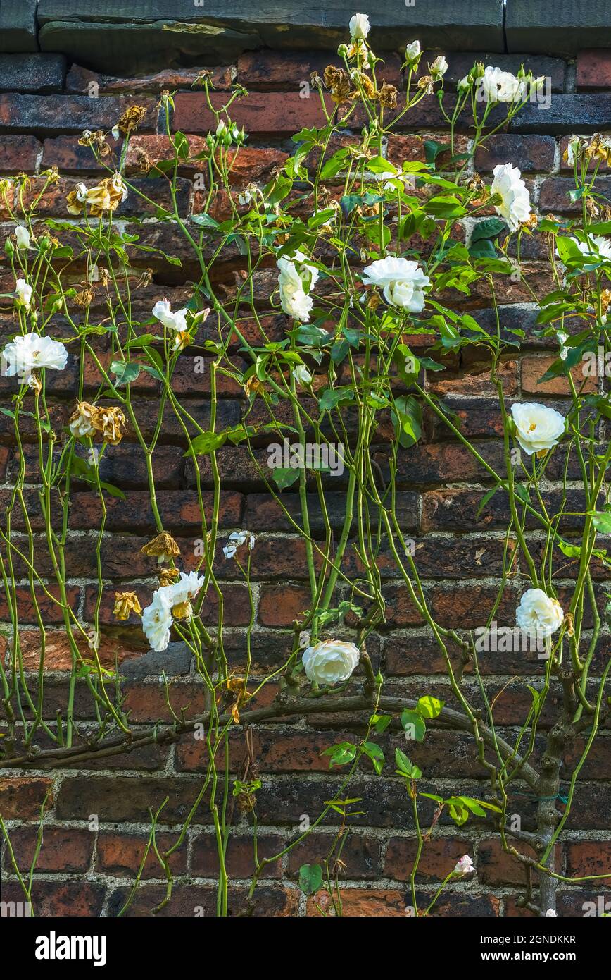 Different flowers and coloured plants Stock Photo Alamy