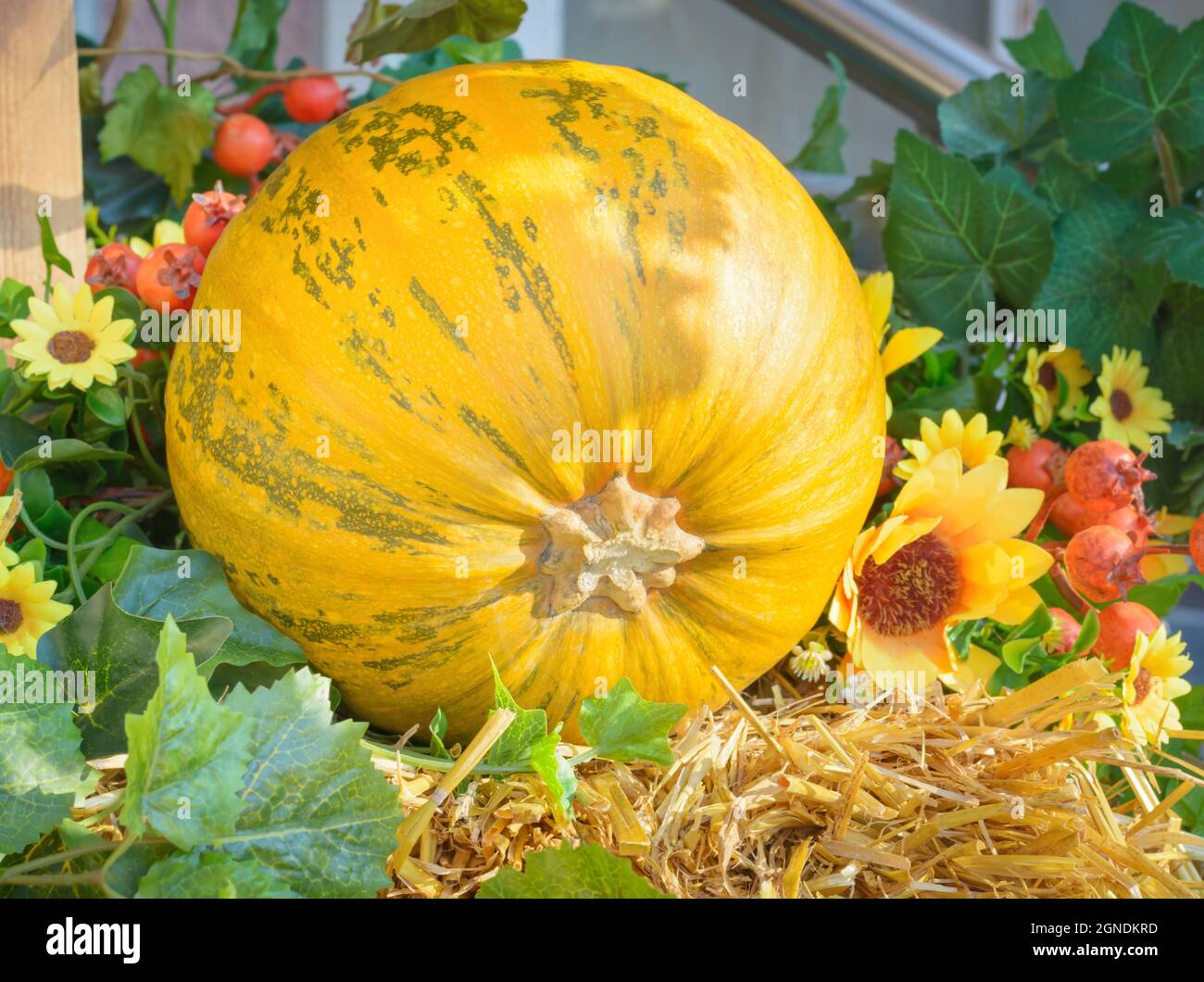 Large yellow pumpkin lying on a straw Stock Photo - Alamy