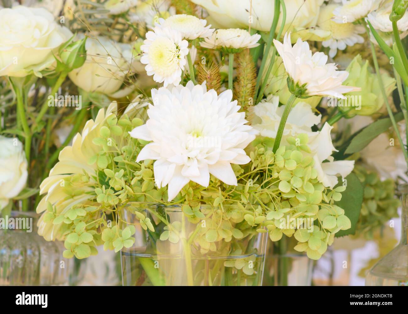 Small white chrysanthemum hi-res stock photography and images - Alamy