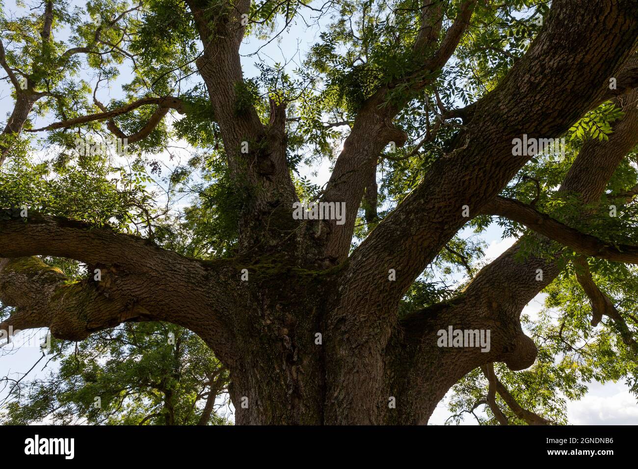 Large ancient Oak tree in Cumbria ,UK Stock Photo Alamy