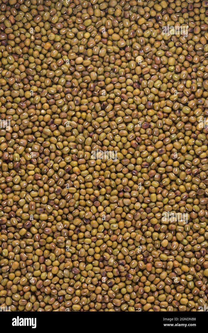 roasted green gram or mung beans, high nutrients and antioxidant grain legumes closeup full frame Stock Photo
