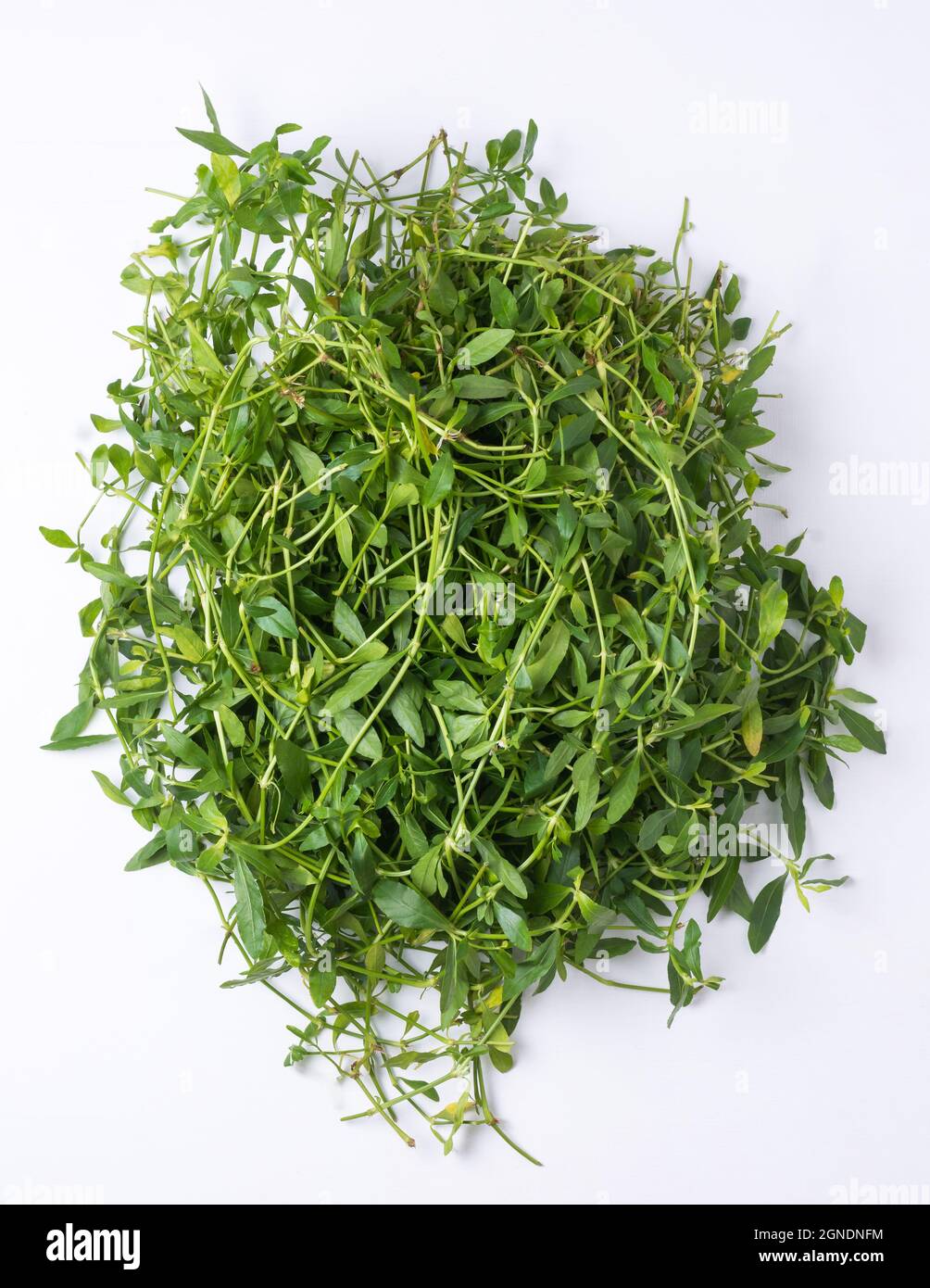 bunch of dwarf copperleaf or sessile joyweed leaves on a white surface, leafy vegetable ready to cook, closeup of herbal plant Stock Photo