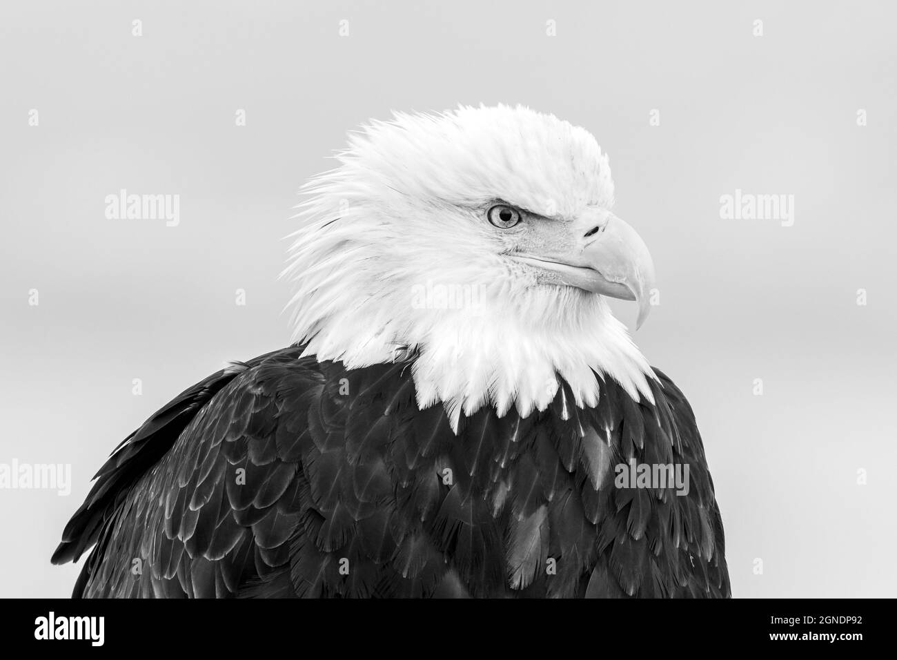 Bald eagle beak Black and White Stock Photos & Images - Alamy