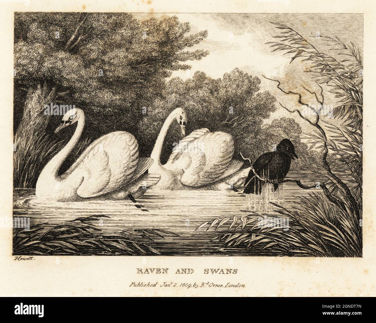 A raven tries to wash out its black colour to be more like the pure-white swans in a pond. Raven and swans. An illustration of a fable by Greek author Aesop. Copperplate etching drawn and engraved from life by Samuel Howitt from his own A New Work of Animals, Principally Designed from the Fables of Aesop, Gay and Phaedrus, Edward Orme, London, 1811. Stock Photo