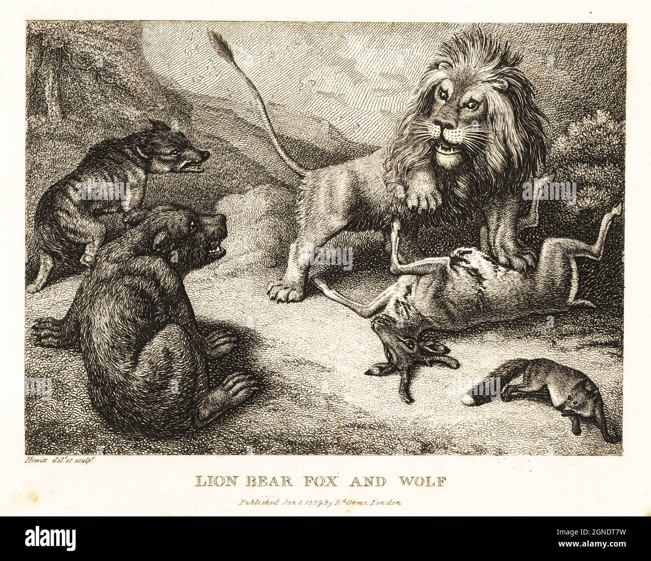 A lion stands with its left foreleg on the belly of a deer, watched by a snarling bear, wolf and fox. Lion, bear, fox and wolf. Illustration of a fable by Greek author Aesop. Copperplate etching drawn and engraved from life by Samuel Howitt from his own A New Work of Animals, Principally Designed from the Fables of Aesop, Gay and Phaedrus, Edward Orme, London, 1811. Stock Photo
