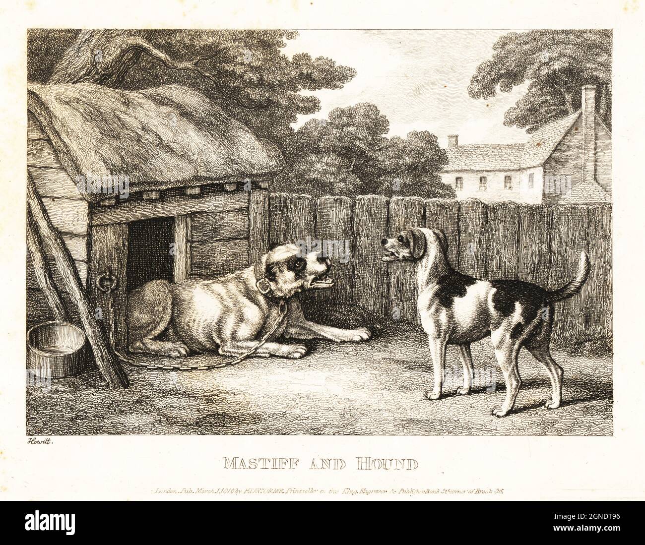 A mastiff chained to a kennel arguing with a hunting hound. The fox hound complains that the guard dog is fed with meat from the chase despite doing nothing. Mastiff and hound. Illustration of a fable by Greek author Aesop. Copperplate etching drawn and engraved from life by Samuel Howitt from his own A New Work of Animals, Principally Designed from the Fables of Aesop, Gay and Phaedrus, Edward Orme, London, 1811. Stock Photo