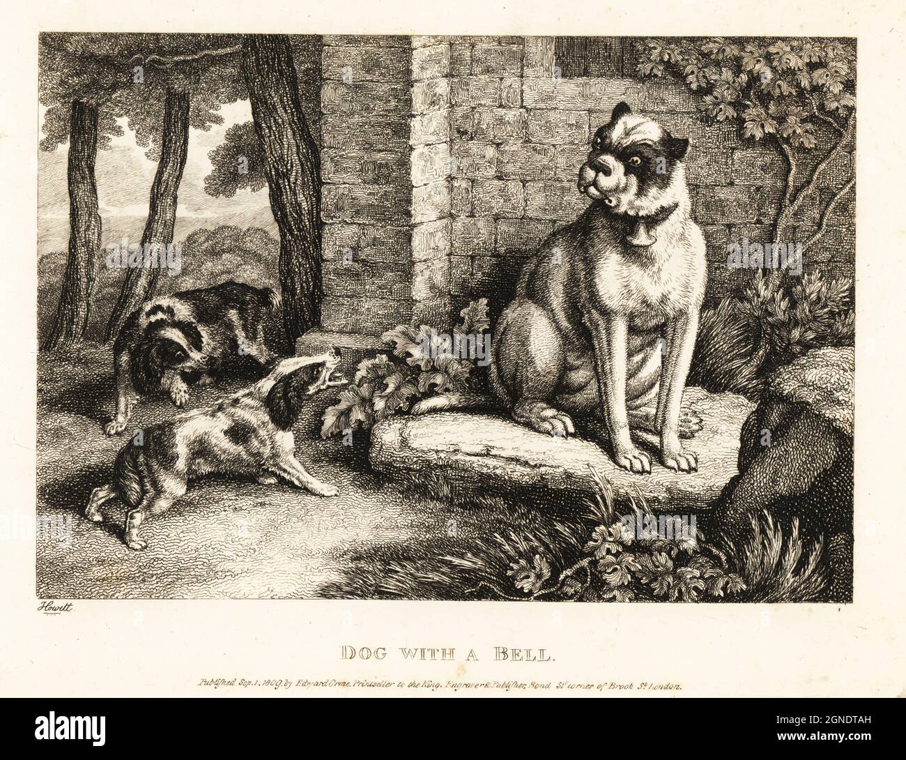 Two spaniels barking at a bulldog with a bell on its collar. Dog with a bell. The mischievous dog. Illustration of a fable by Greek author Aesop. Copperplate etching drawn and engraved from life by Samuel Howitt from his own A New Work of Animals, Principally Designed from the Fables of Aesop, Gay and Phaedrus, Edward Orme, London, 1811. Stock Photo