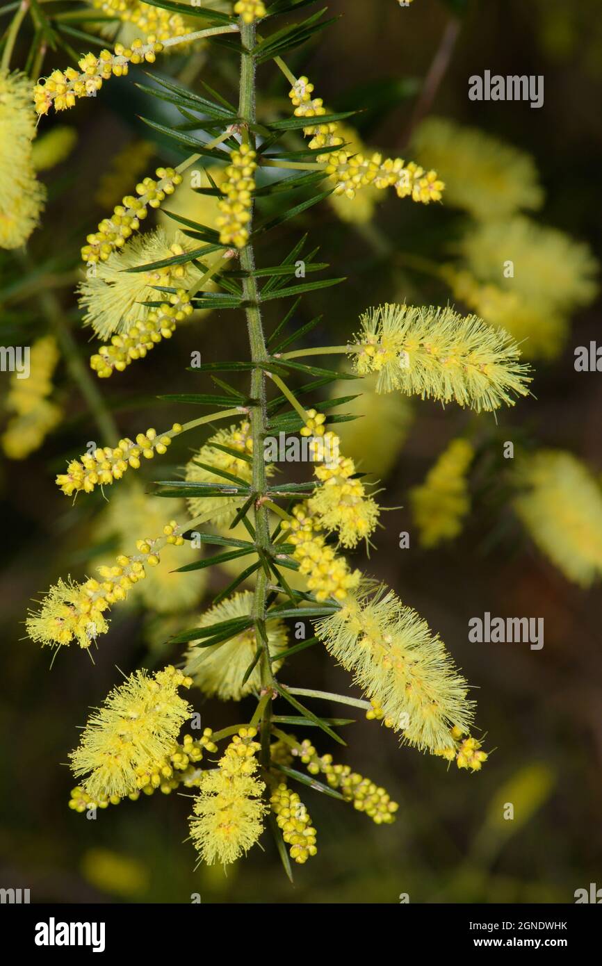 Prickly Moses Wattle in flower. Stock Photo