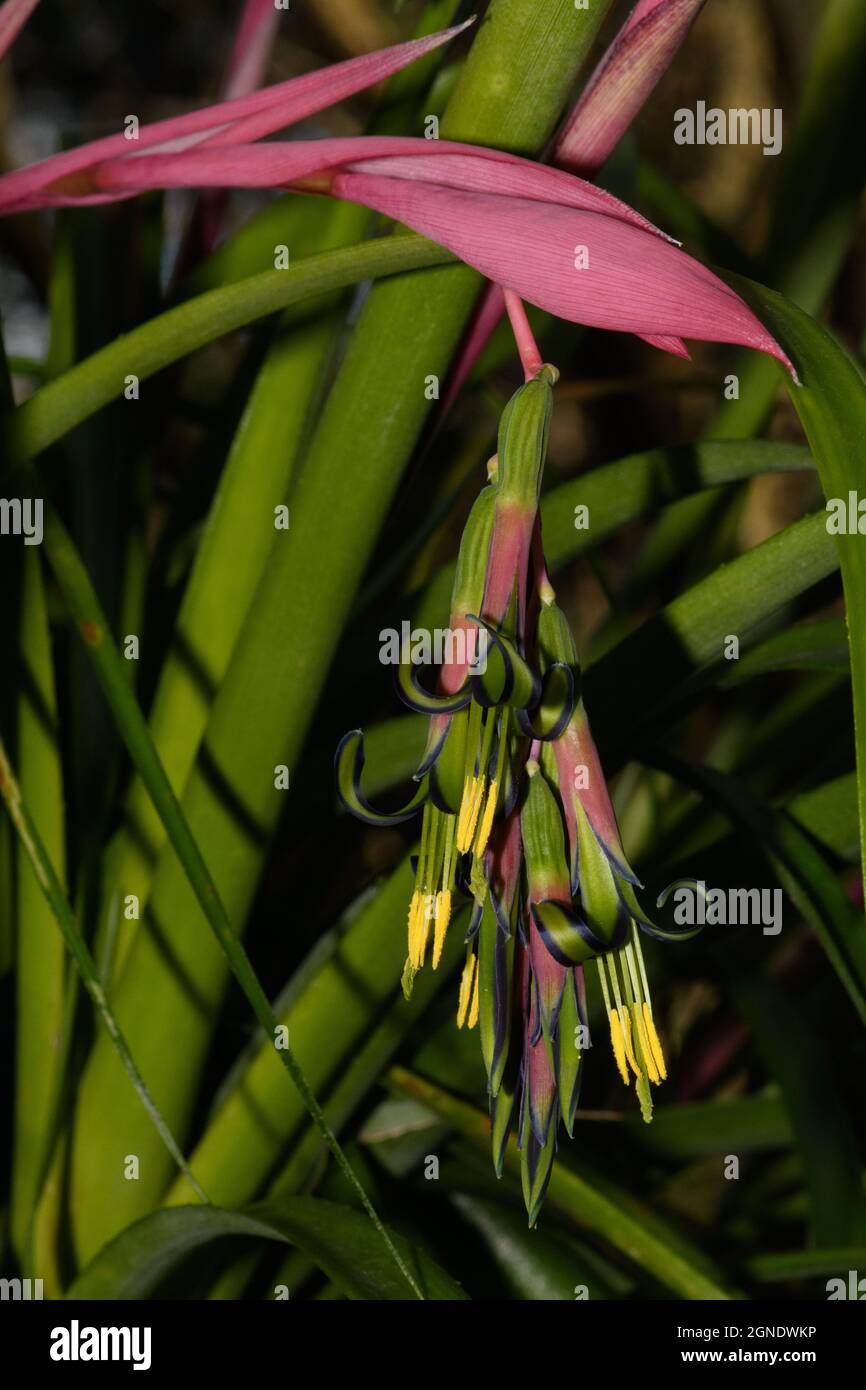 Queen's Tears, Billbergia nutans, flower detail. Stock Photo
