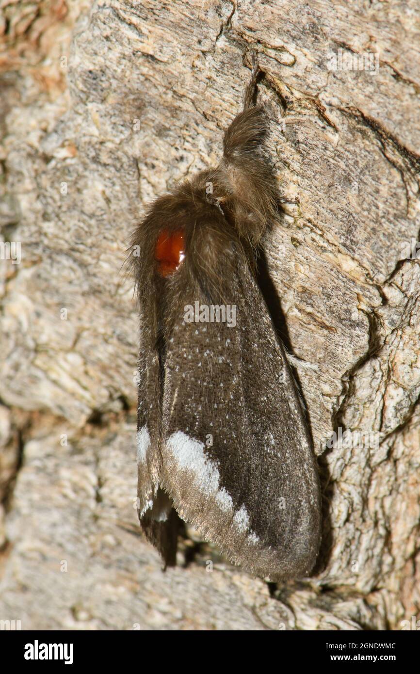 Bordered Browntail Moth, Euproctis limbalis. Stock Photo
