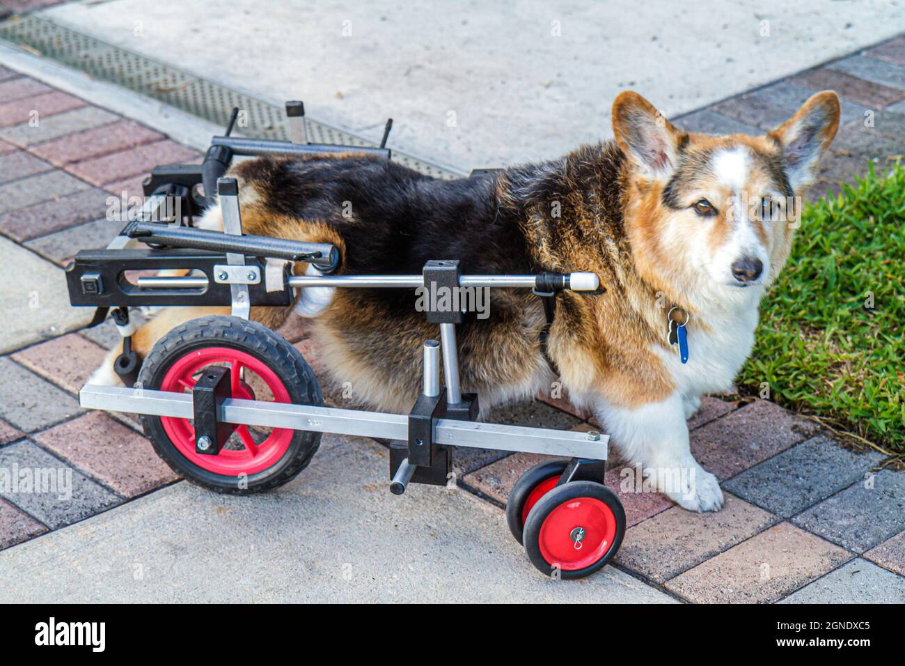 Miami Beach Florida,dog pet corgi canine myelopathy chronic,degenerative radiculomyelopathy paralysis disabled handicapped special needs K 9 Cart Stock Photo