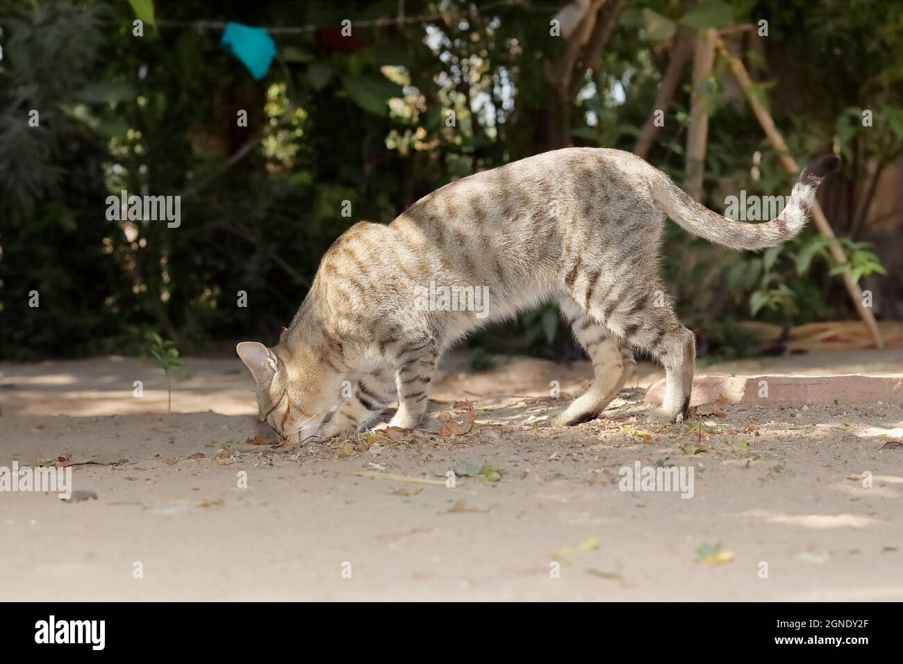 Close-up of A pet tabby cat standing in the garden sniffing at the smell of rats or food hidden in the ground or land Stock Photo