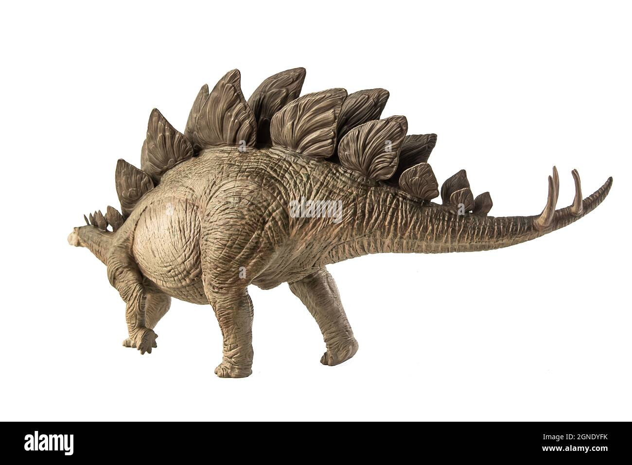 Stegosaurus Dinosaur on white background Stock Photo - Alamy
