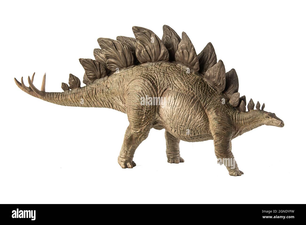 Stegosaurus Dinosaur on white background Stock Photo - Alamy