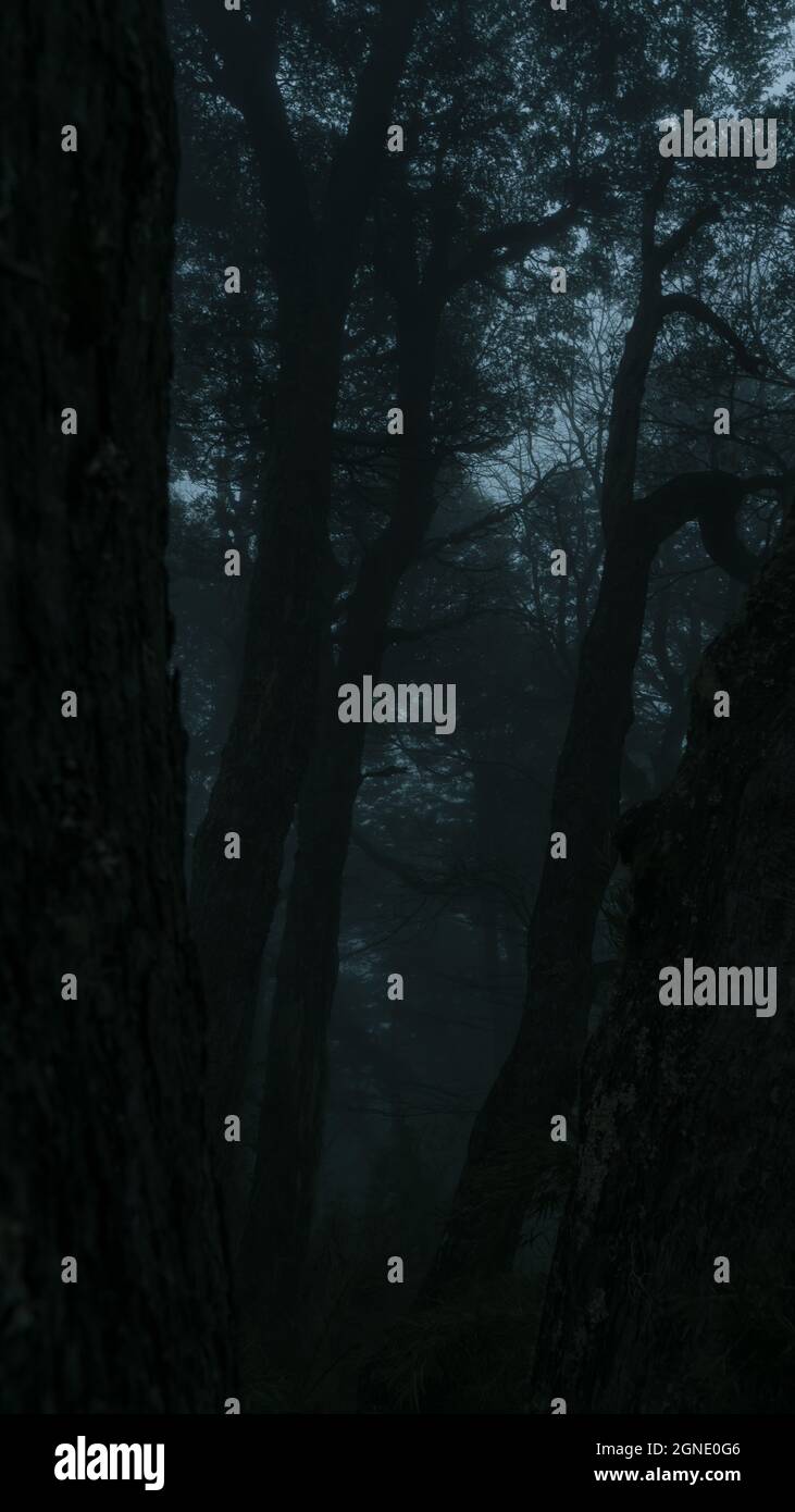 Silhouette of trees in the dark and foggy forest Stock Photo - Alamy