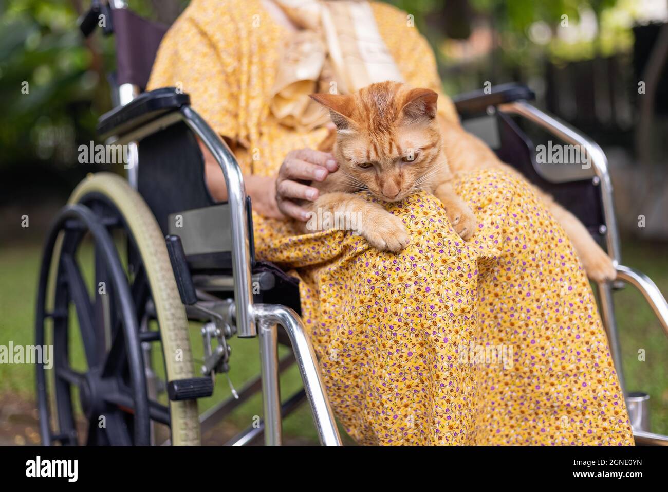 Elderly woman holding ginger cat on wheelchair in backyard Stock Photo