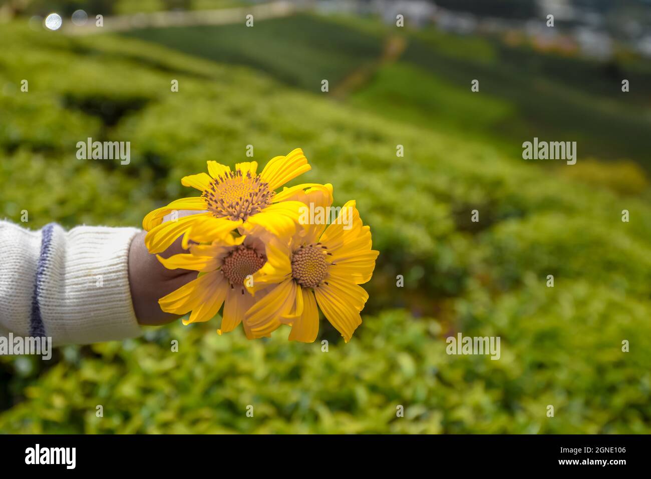 Wild sunflowers are blooming in the city of thousands of flowers in Da Lat, Viet Nam Stock Photo