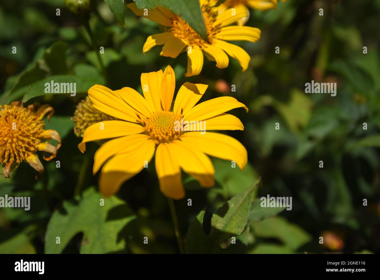 Wild sunflowers are blooming in the city of thousands of flowers in Da