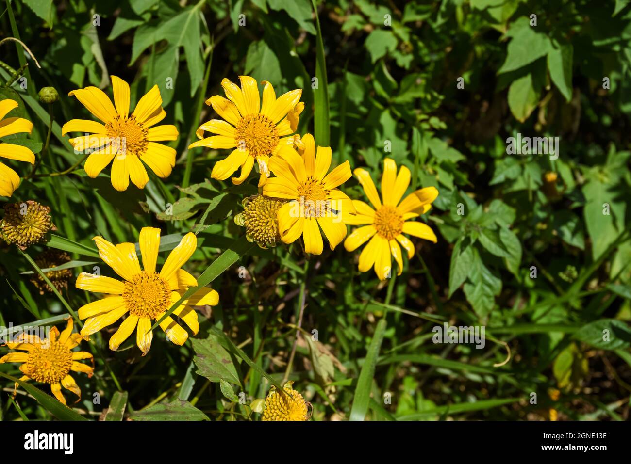 Wild sunflowers are blooming in the city of thousands of flowers in Da