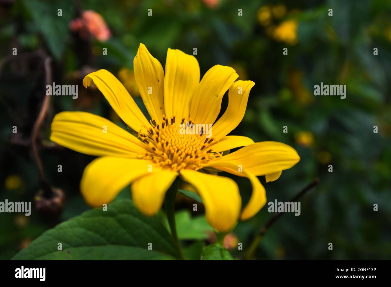 Wild sunflowers are blooming in the city of thousands of flowers in Da Lat, Viet Nam Stock Photo