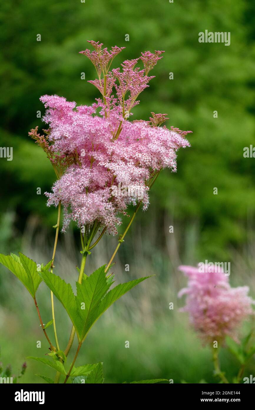 Filipendula rubra Venusta, Filipendula Venusta flowers blooming in garden Stock Photo