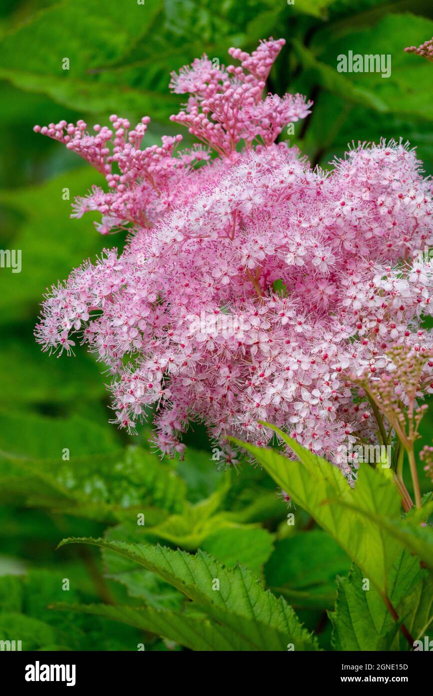 Filipendula Venusta Filipendula rubra Venusta flower pink blooming Stock Photo